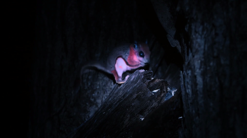 Welcome.to.Earth.S01E01.2021.1080p.WEB DL.H264.AAC HHWEB.mp4 20241211 110219.356.png