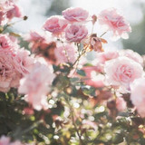 tumblr nbp5pce91g1tg46tho1 500.jpg