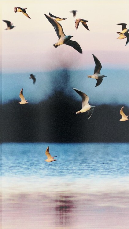 tumblr nbp3y4wm5g1t0ywk1o1 500.jpg