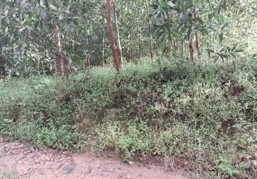 470130889 606027748541910 3939011958459916993 n.jpg