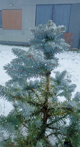 IMG 20241123 140129.jpg