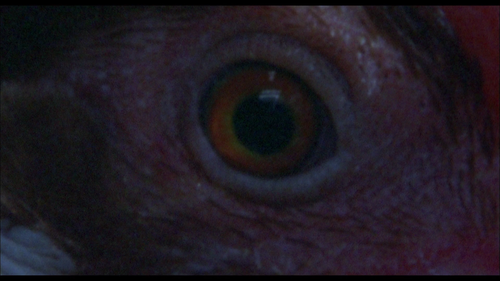 mpv shot0001.png