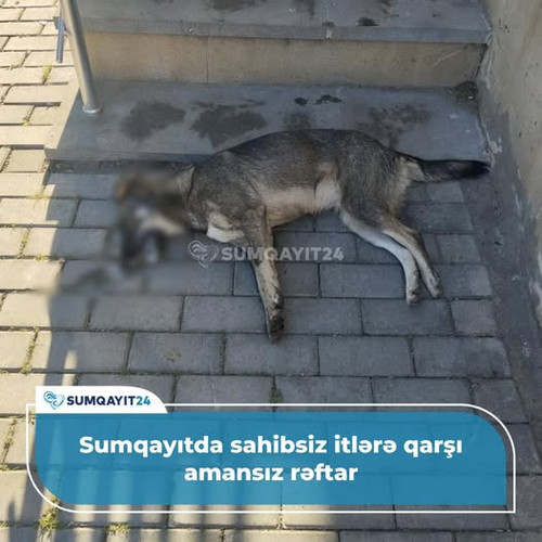 475873216 653838636999446 2789781687196550353 n.jpg?stp=dst jpg p526x296 tt6& nc cat=109&ccb=1 7& nc.jpg