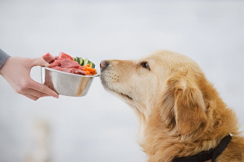 What is the best fresh dog food for a dog with diabetes?.jpg