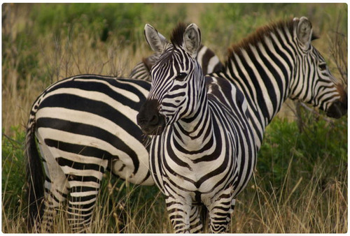 Giornata internazionale della zebra.jpg