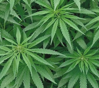 Best Cannabis Delivery in DC | Exotic Dreams.jpg