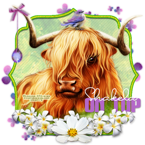 Cow ONTOP shakela Krispy.png