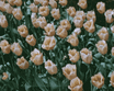 bloggif 679be0b52d99a.gif