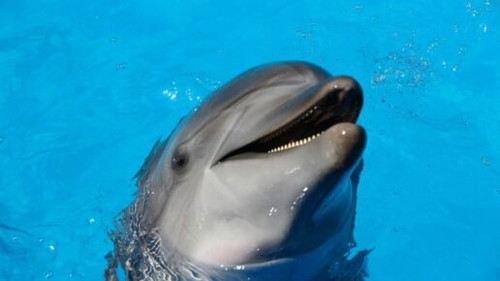 Swim with dolphins in the swimming pool.jpg