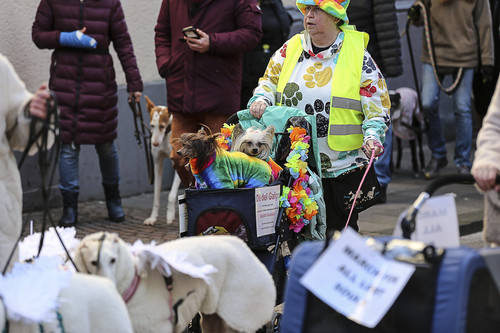Galgo Marsch Köln 2025 325.jpg