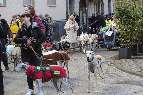 Galgo Marsch Köln 2025 323.jpg
