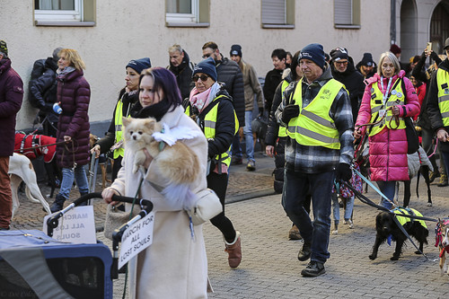Galgo Marsch Köln 2025 328.jpg