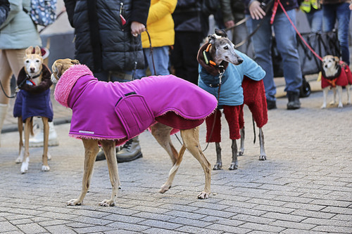 Galgo Marsch Köln 2025 333.jpg