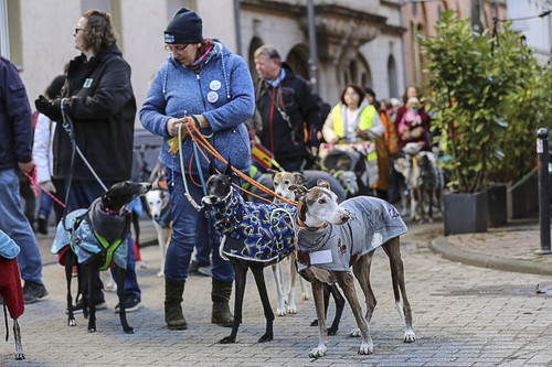 Galgo Marsch Köln 2025 339.jpg