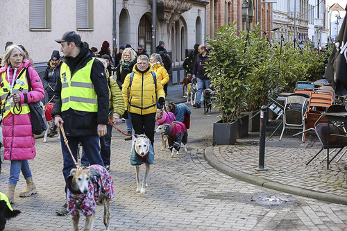 Galgo Marsch Köln 2025 330.jpg