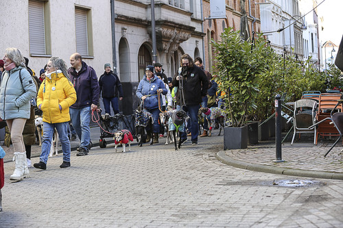 Galgo Marsch Köln 2025 331.jpg