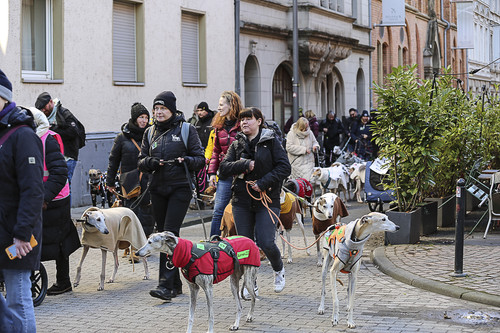 Galgo Marsch Köln 2025 322.jpg