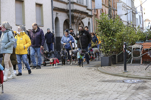 Galgo Marsch Köln 2025 332.jpg