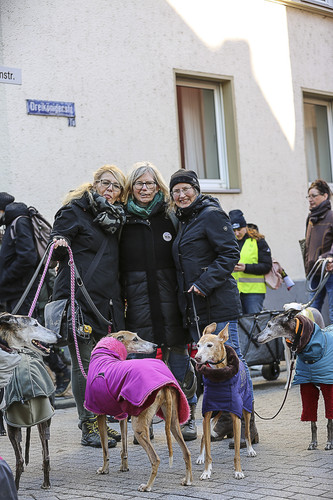 Galgo Marsch Köln 2025 336.jpg