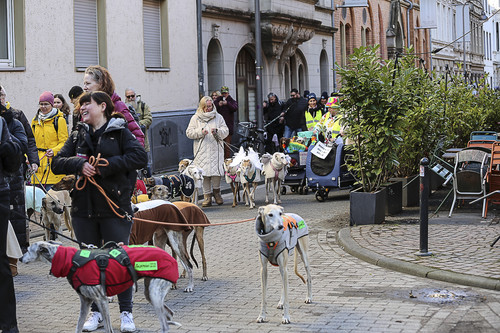 Galgo Marsch Köln 2025 324.jpg