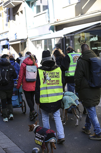 Galgo Marsch Köln 2025 362.jpg