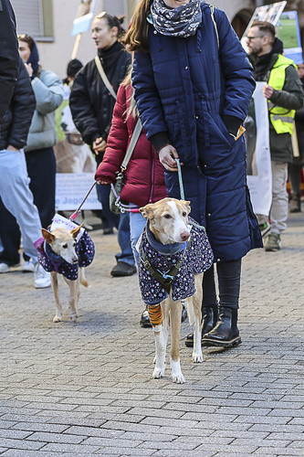 Galgo Marsch Köln 2025 353.jpg