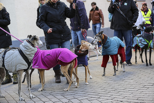 Galgo Marsch Köln 2025 342.jpg