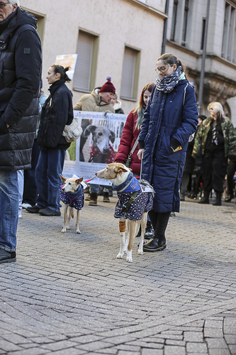 Galgo Marsch Köln 2025 355.jpg