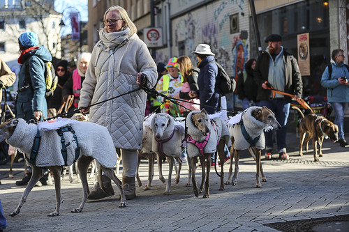 Galgo Marsch Köln 2025 358.jpg