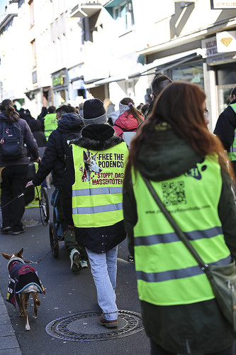 Galgo Marsch Köln 2025 361.jpg