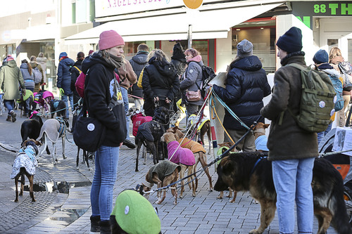 Galgo Marsch Köln 2025 363.jpg