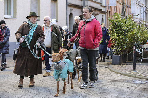 Galgo Marsch Köln 2025 352.jpg