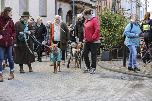 Galgo Marsch Köln 2025 349.jpg