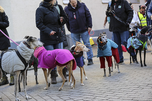 Galgo Marsch Köln 2025 341.jpg