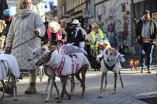 Galgo Marsch Köln 2025 360.jpg