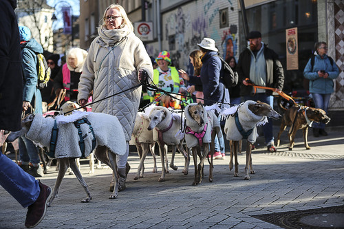Galgo Marsch Köln 2025 357.jpg