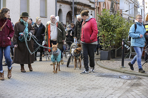 Galgo Marsch Köln 2025 350.jpg