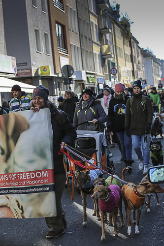 Galgo Marsch Köln 2025 366.jpg