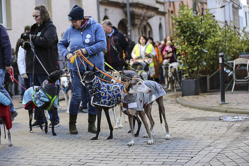 Galgo Marsch Köln 2025 340.jpg