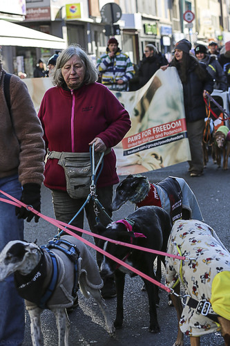 Galgo Marsch Köln 2025 365.jpg