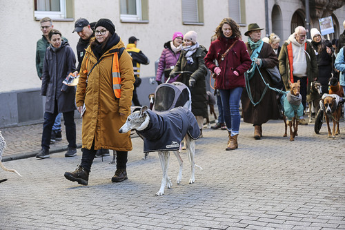 Galgo Marsch Köln 2025 347.jpg