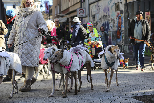Galgo Marsch Köln 2025 359.jpg