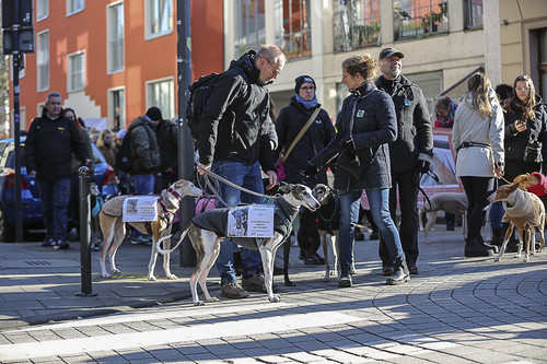 Galgo Marsch Köln 2025 182.jpg