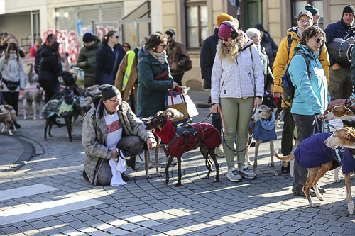 Galgo Marsch Köln 2025 170.jpg