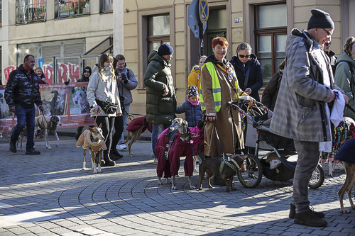 Galgo Marsch Köln 2025 174.jpg