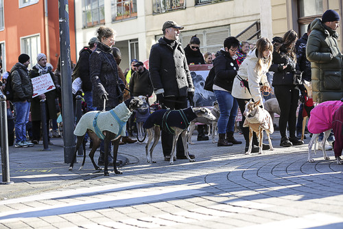 Galgo Marsch Köln 2025 179.jpg
