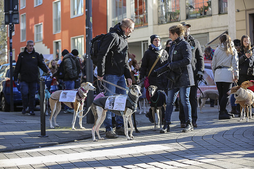 Galgo Marsch Köln 2025 183.jpg