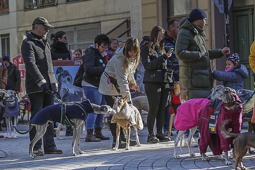 Galgo Marsch Köln 2025 180.jpg