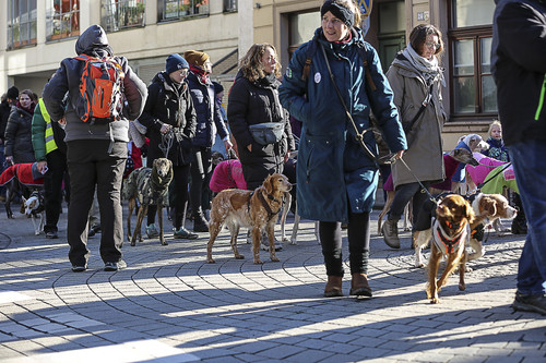 Galgo Marsch Köln 2025 192.jpg