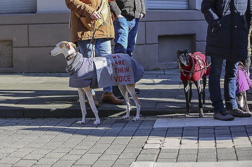 Galgo Marsch Köln 2025 184.jpg